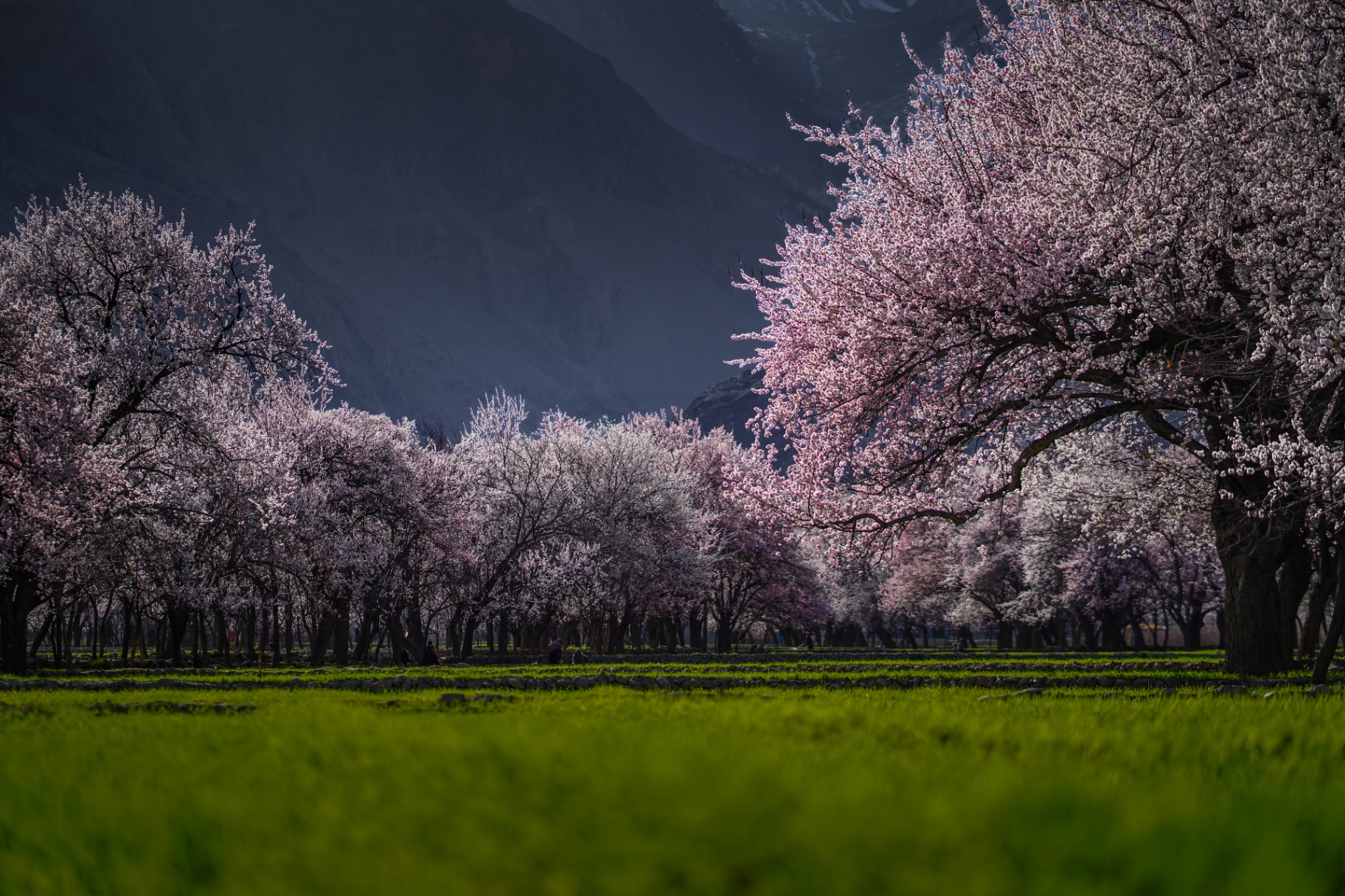 Valley trees in full bloom during the early April season near Skardu.
