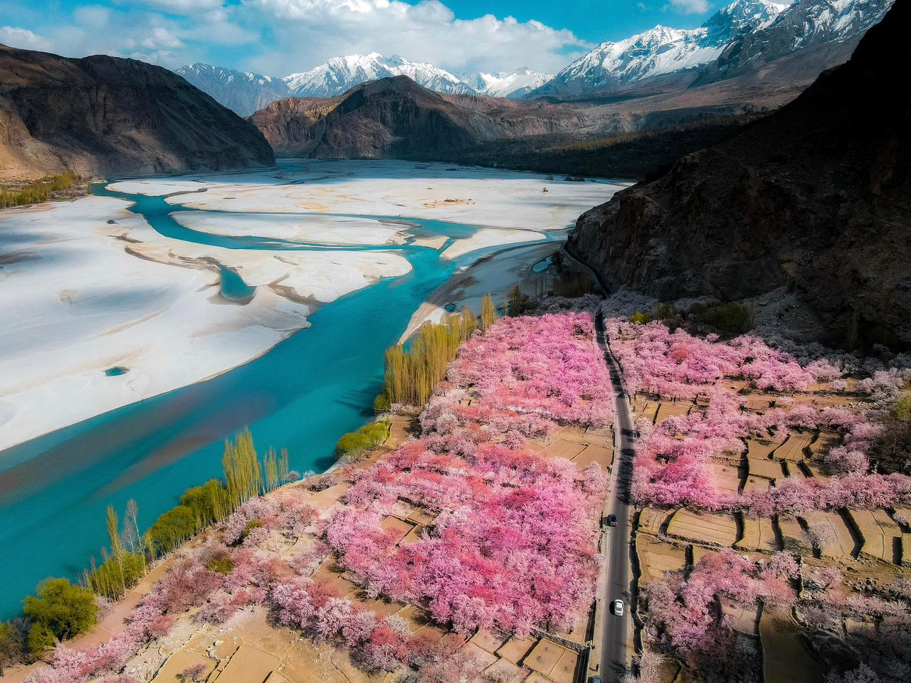 Traditional stone and timber village houses surrounded by blooming pink apricot trees in a Baltistan valley